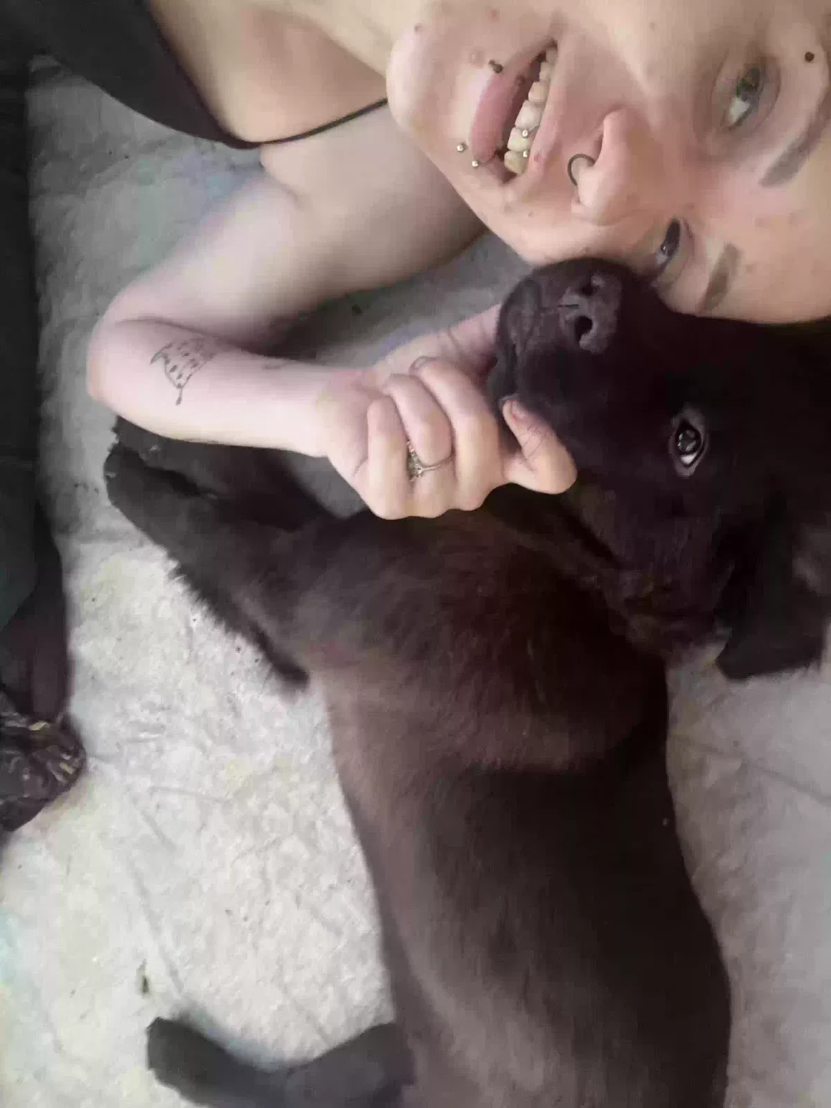 Lost dog in Cleveland, TN, 37312