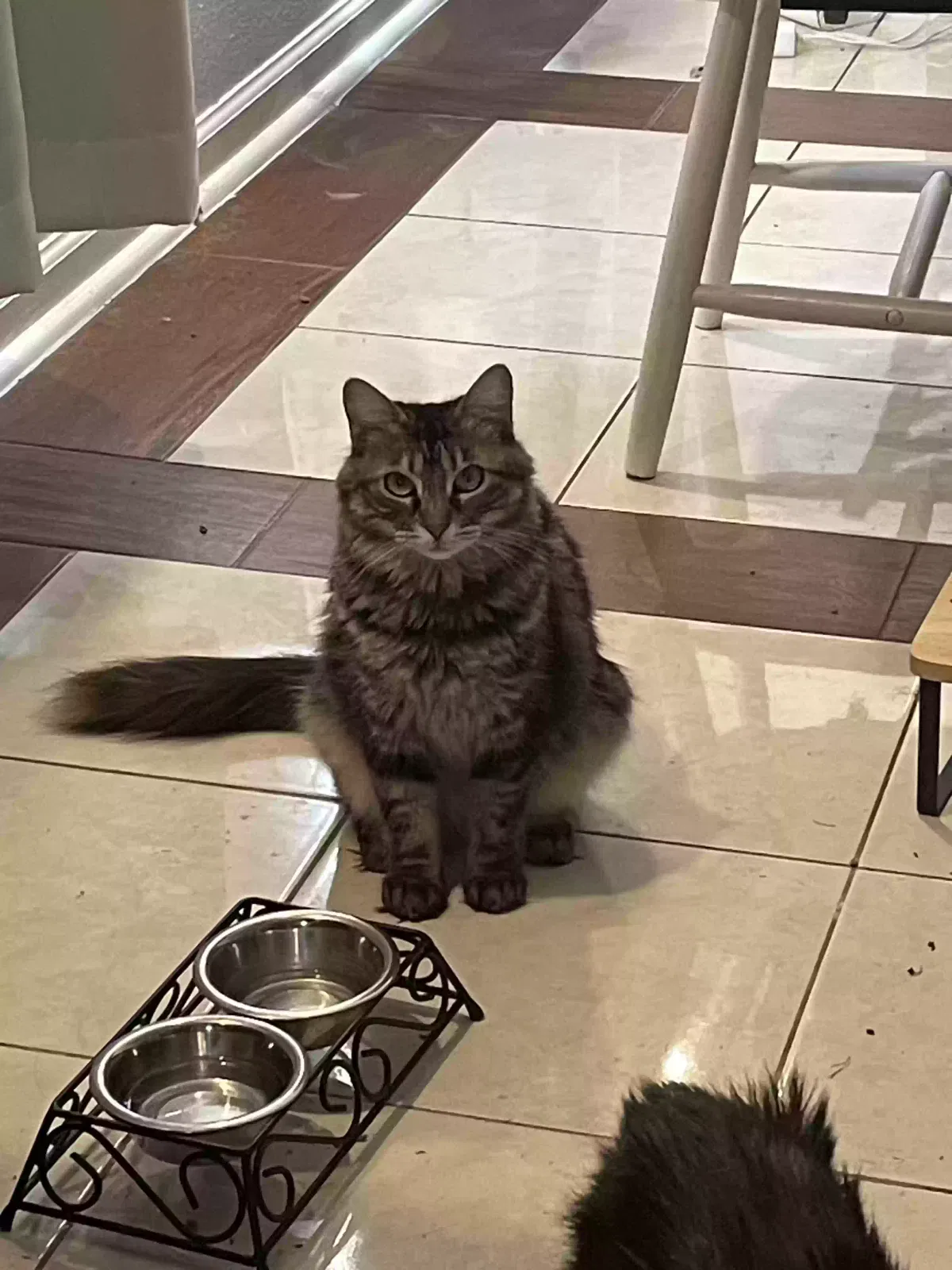 Lost cat in San Antonio, TX, 78220