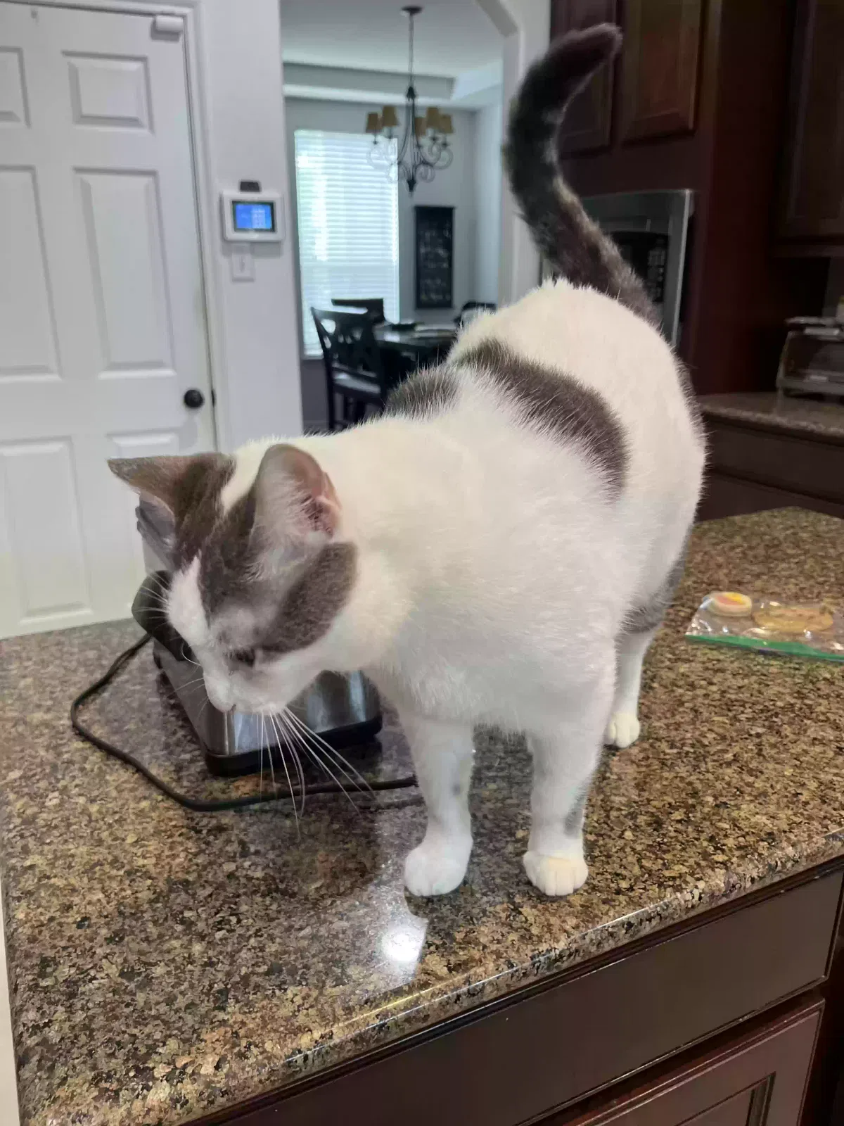 Lost cat in Reidsville, NC, 27320