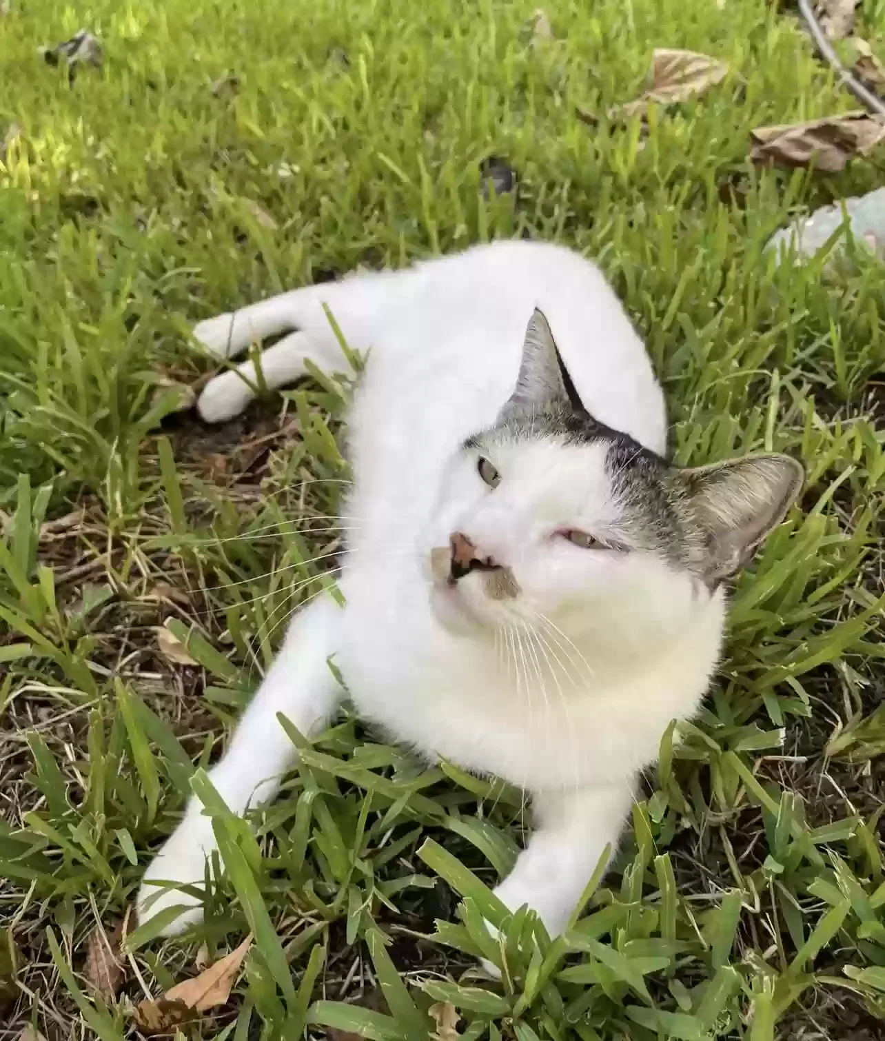 Lost cat in Fort Worth, TX, 76114