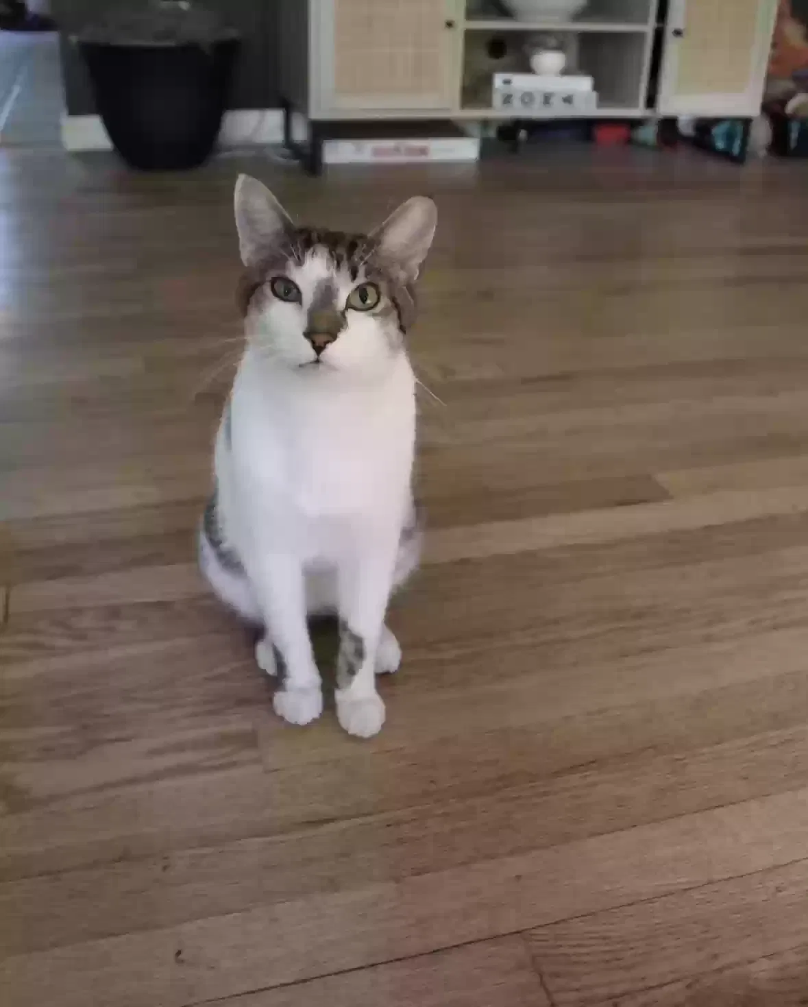 Lost cat in Green Bay, WI, 54311