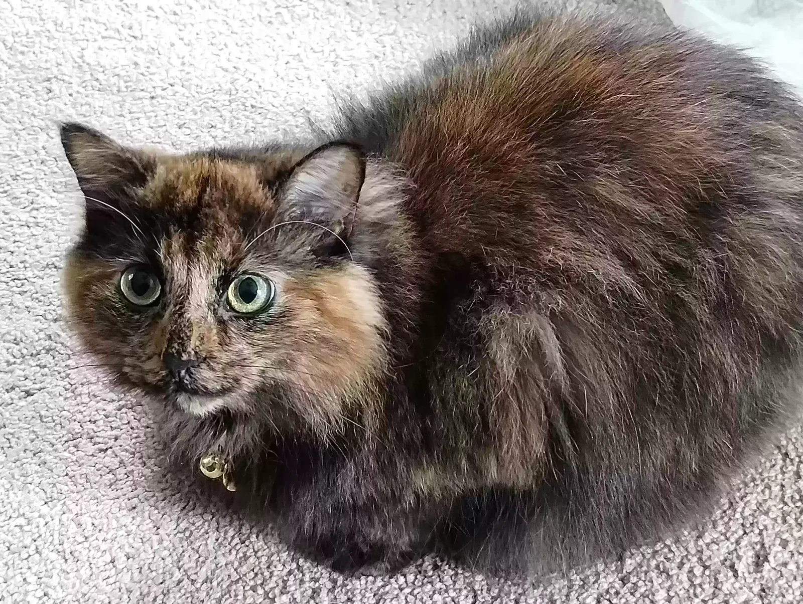 Lost cat in Sycamore, IL, 60178