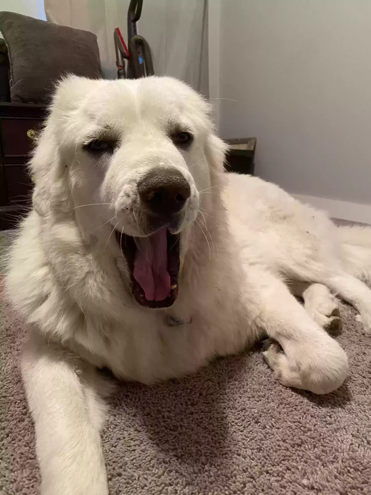 Lost dog in San Antonio, TX, 78219