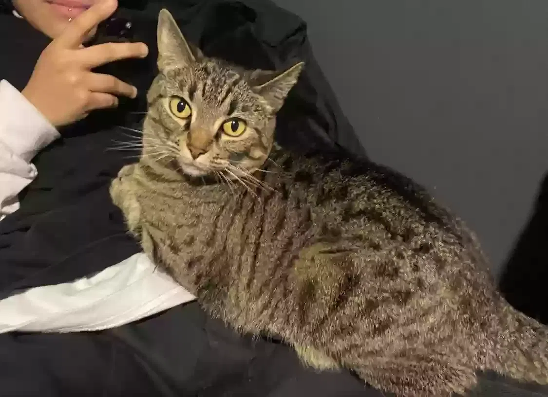 Lost cat in Newhall, CA, 91321
