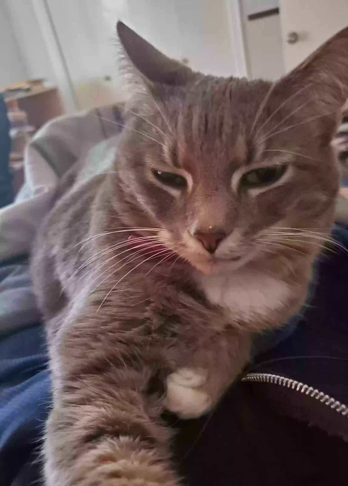 Lost cat in Lake Oswego, OR, 97035