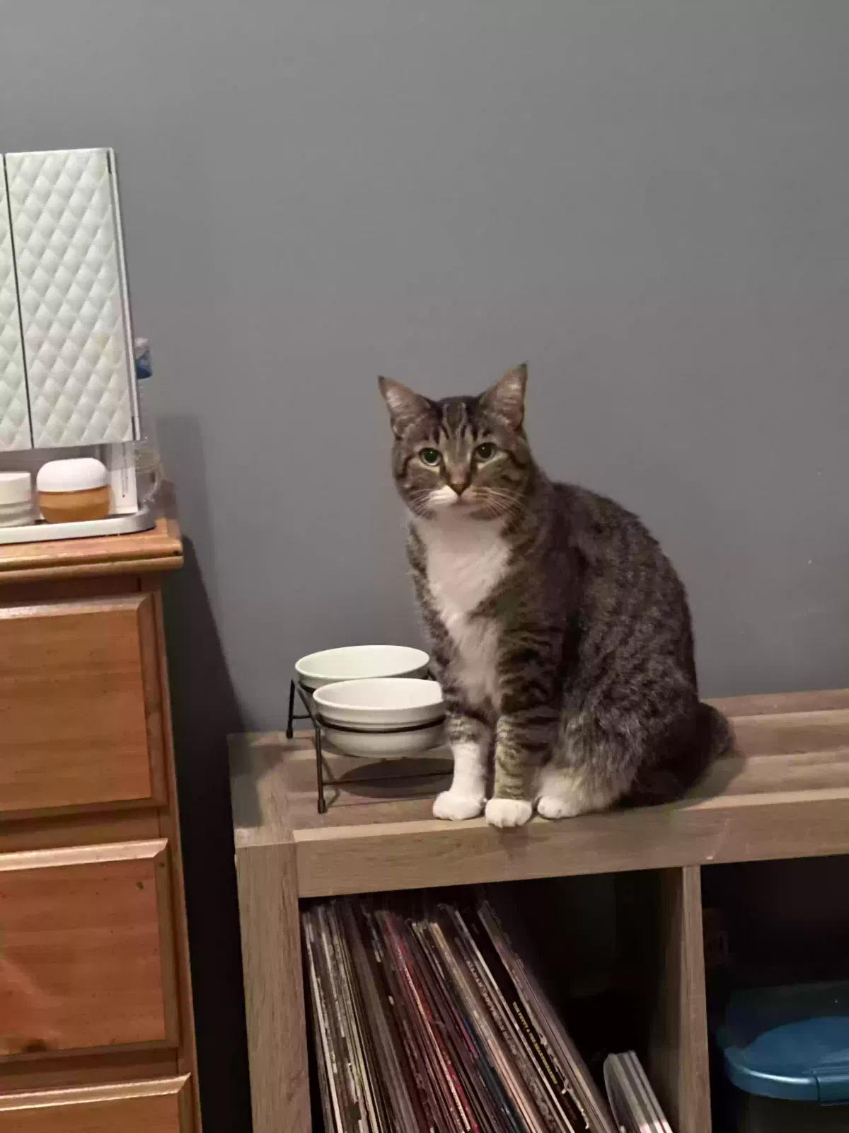 Lost cat in Bowling Green, KY, 42104