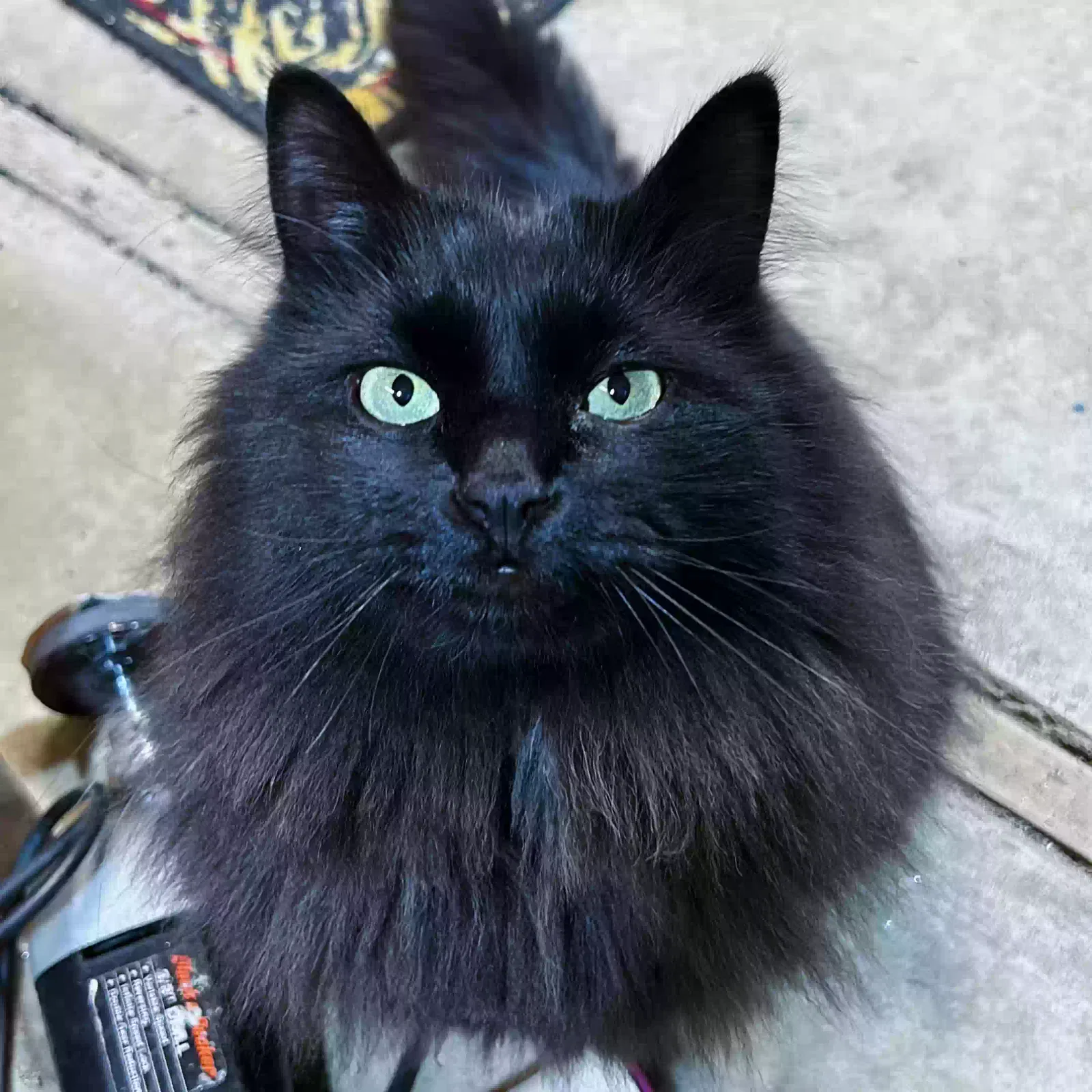 Lost cat in Nampa, ID, 83686
