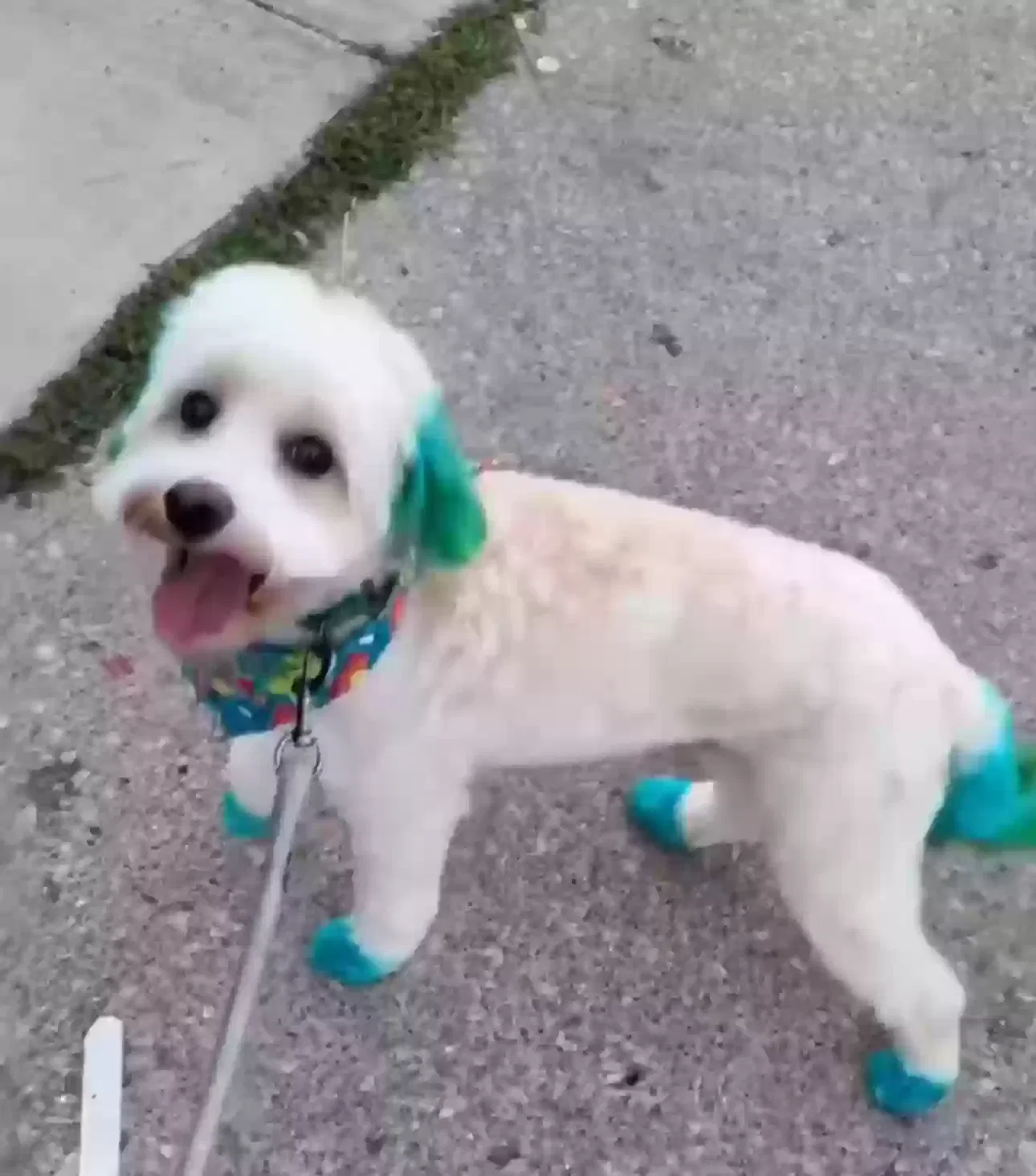 Lost dog in Chicago, IL, 60620