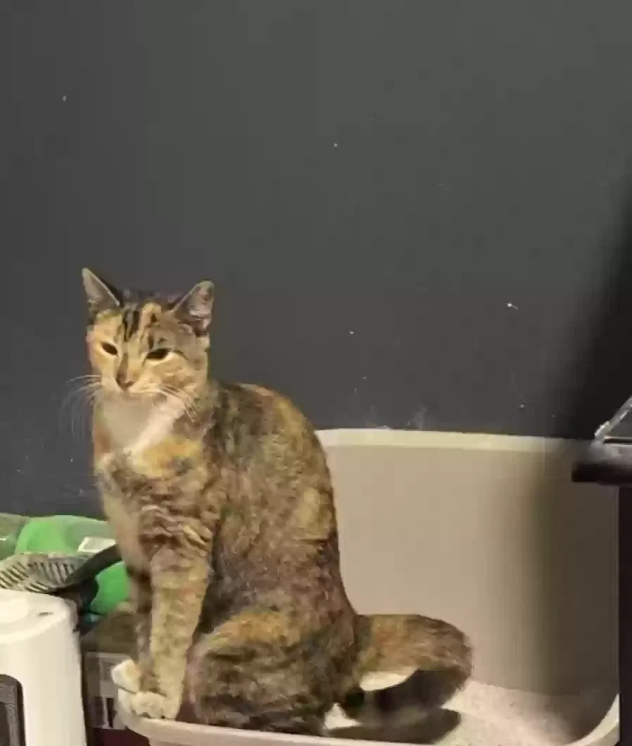 Lost cat in Newhall, CA, 91321