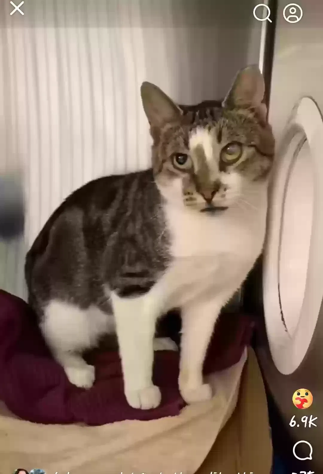 Lost cat in Palmyra, NJ, 8065