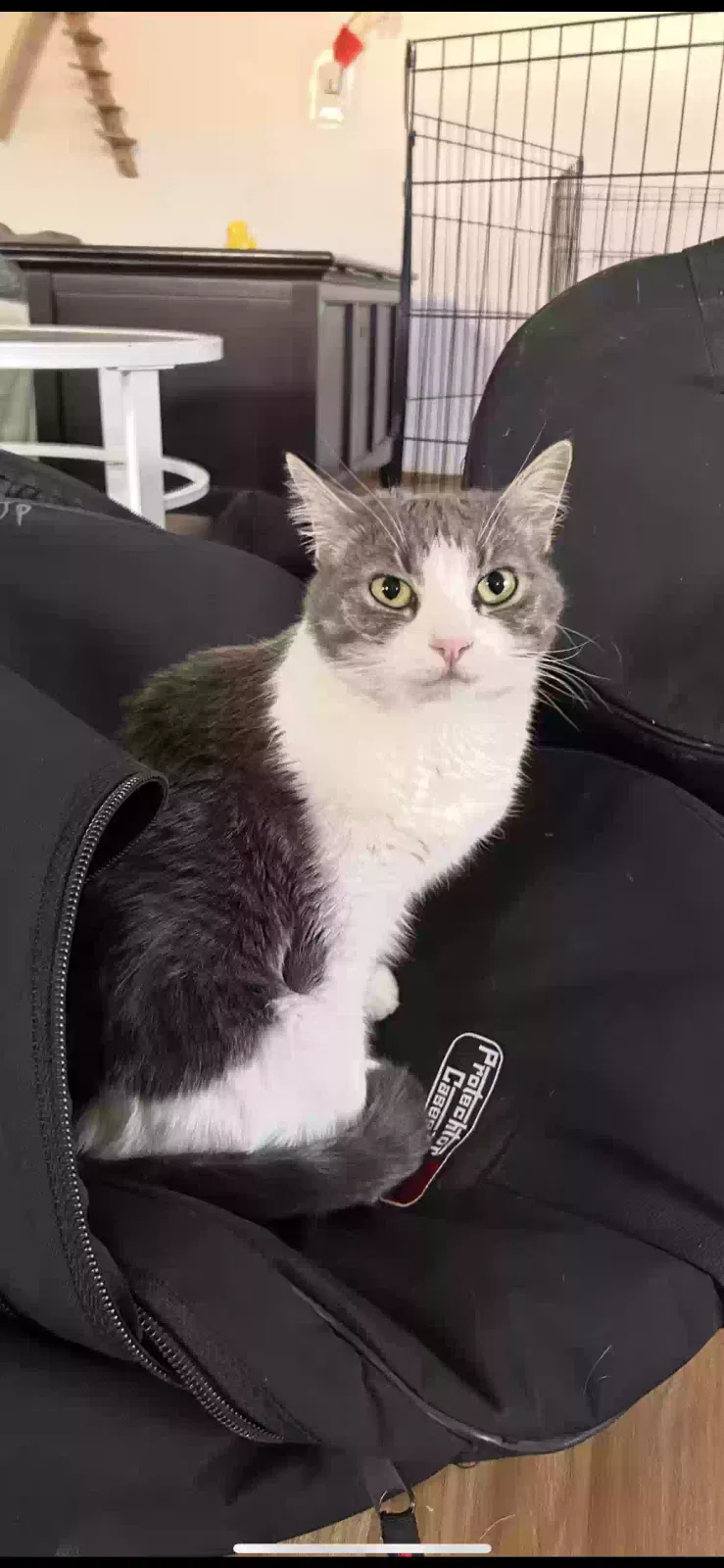 Lost cat in Pasadena, CA, 91104