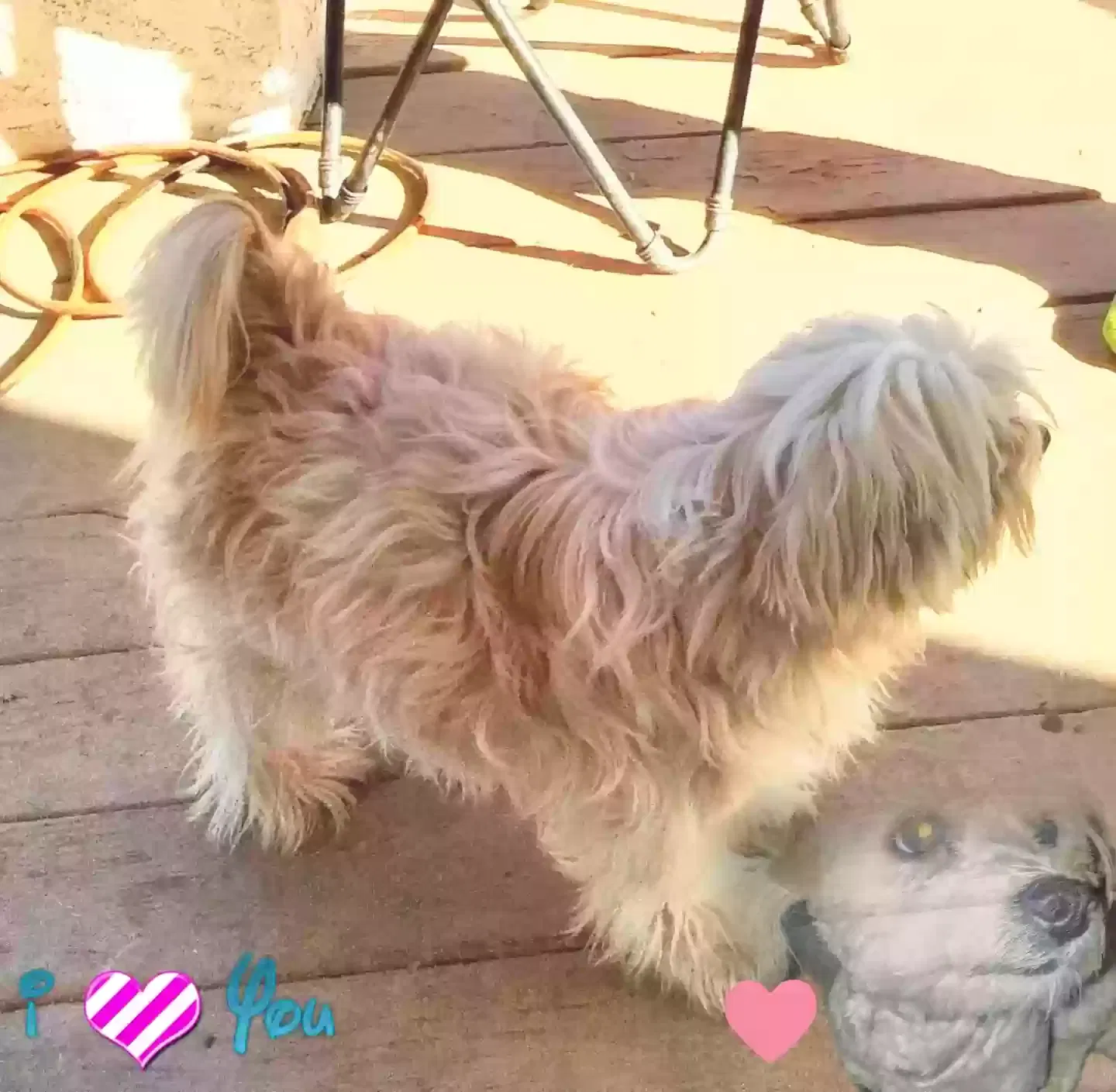 Lost dog in Cartersville, GA, 30120