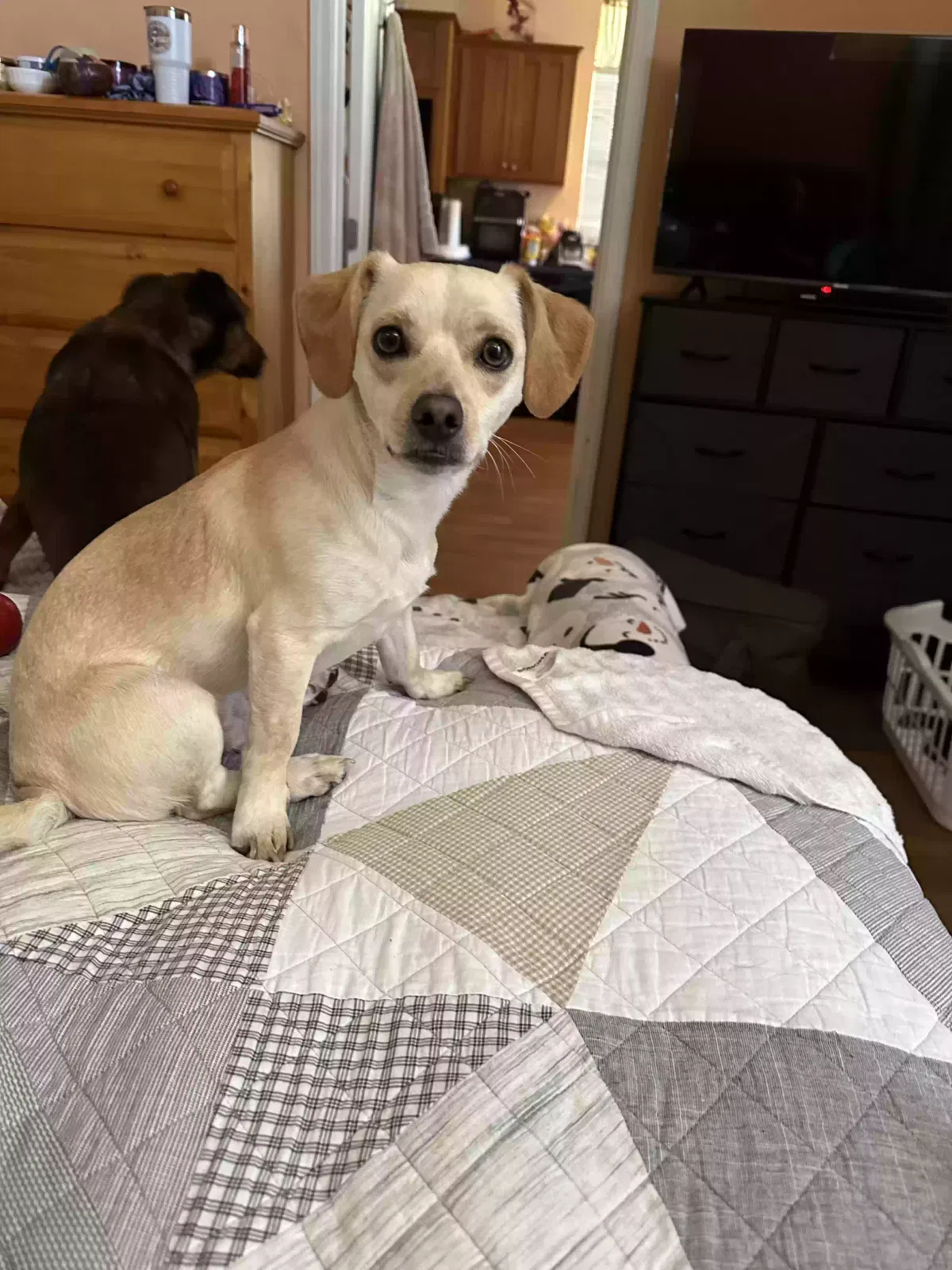 Lost dog in Scotts Valley, CA, 95066