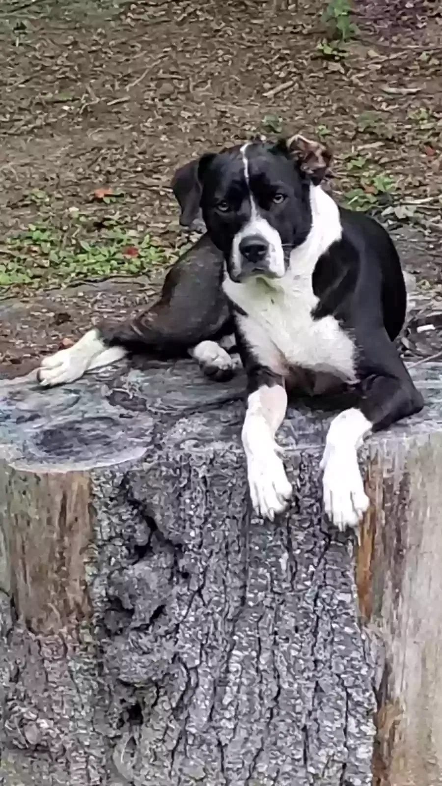 Lost dog in Beattyville, KY, 41311