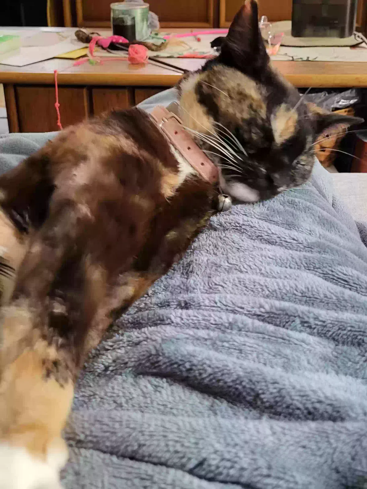 Lost cat in White Plains, MD, 20695
