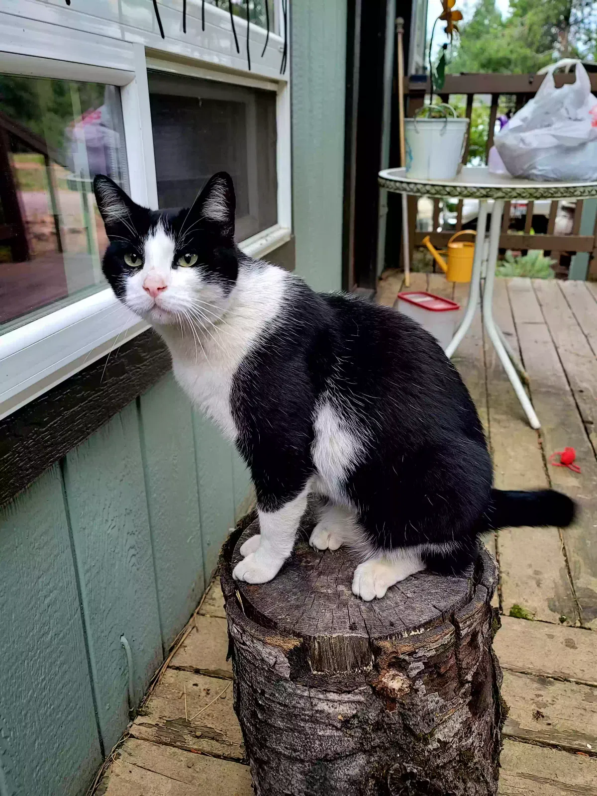 Found cat in Spirit Lake, ID, 83869