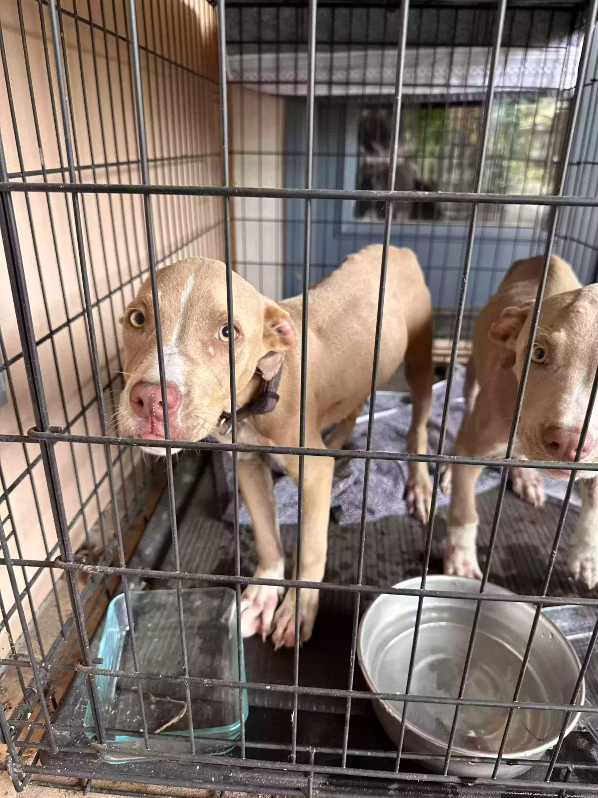 Found dog in Lamont, FL, 32336