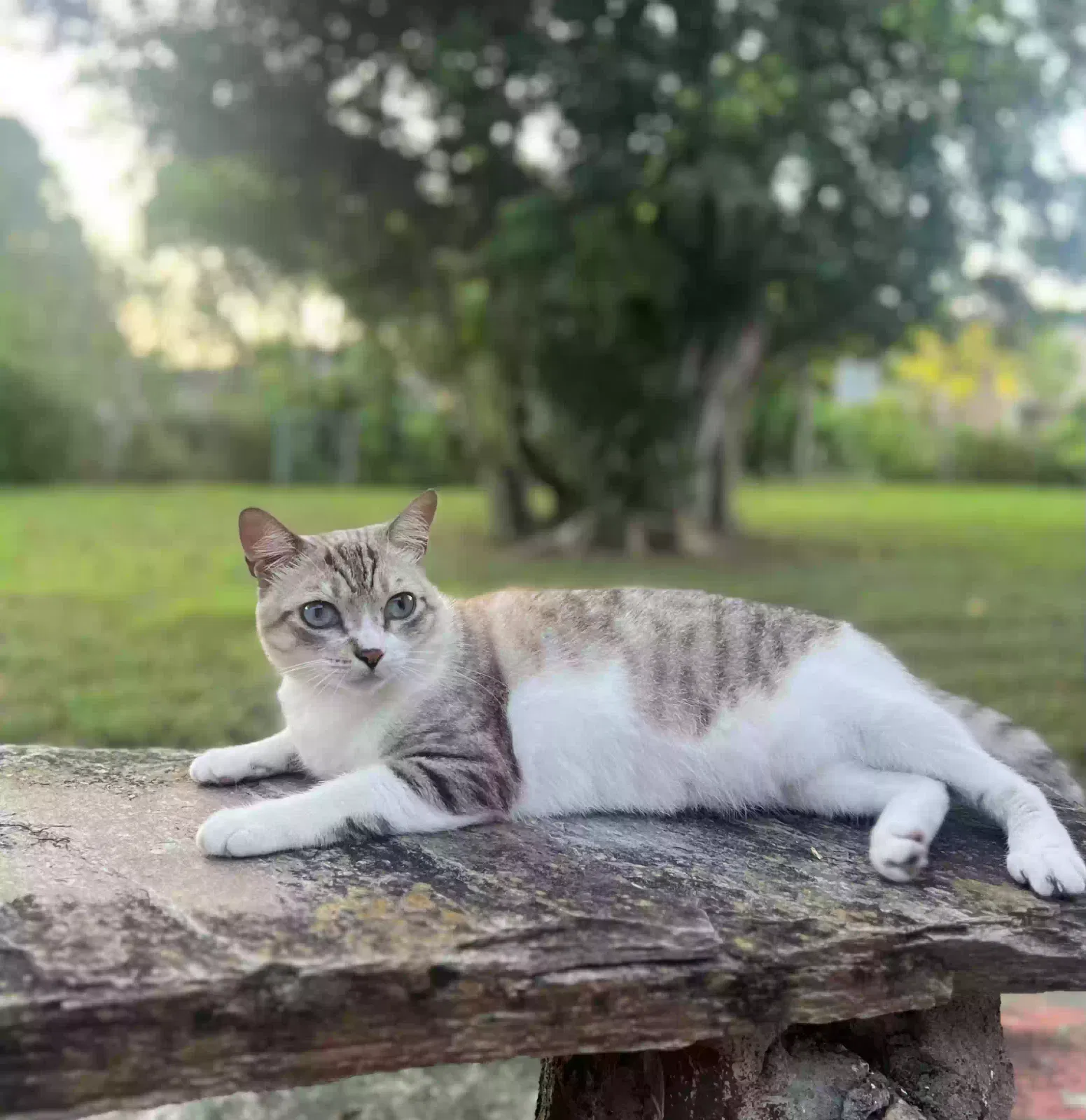 Lost cat in Lake Worth, FL, 33461