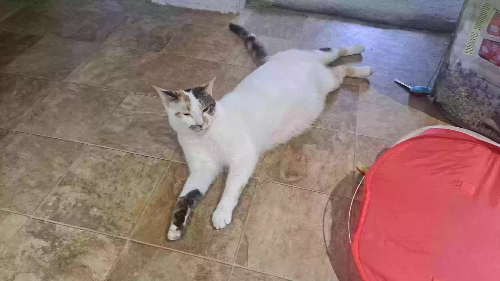 Lost cat in Merrimack, NH, 3054
