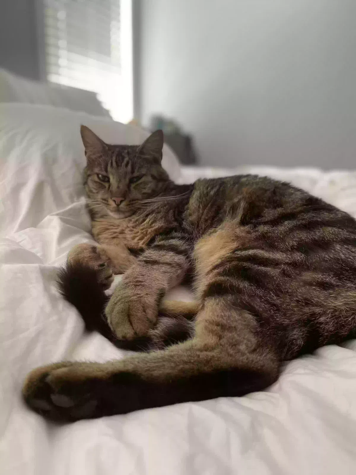 Lost cat in Trussville, AL, 35173