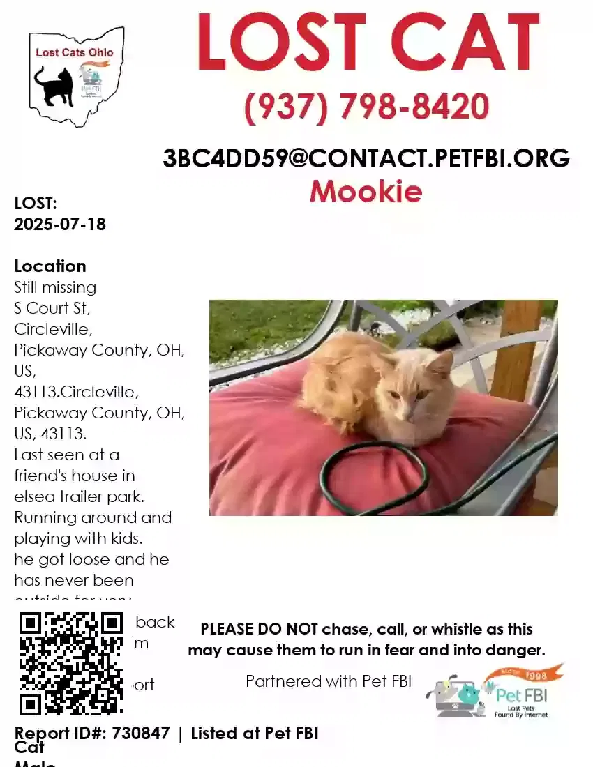 Lost cat in Circleville, OH, 43113
