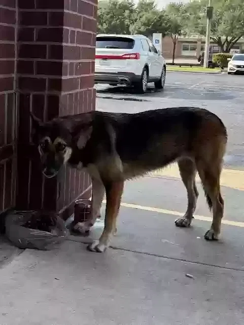 Lost dog in Houston, TX, 77080