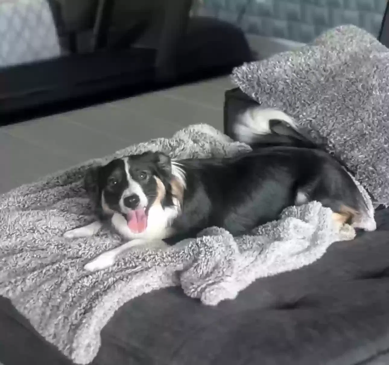 Lost dog in San Antonio, TX, 78261