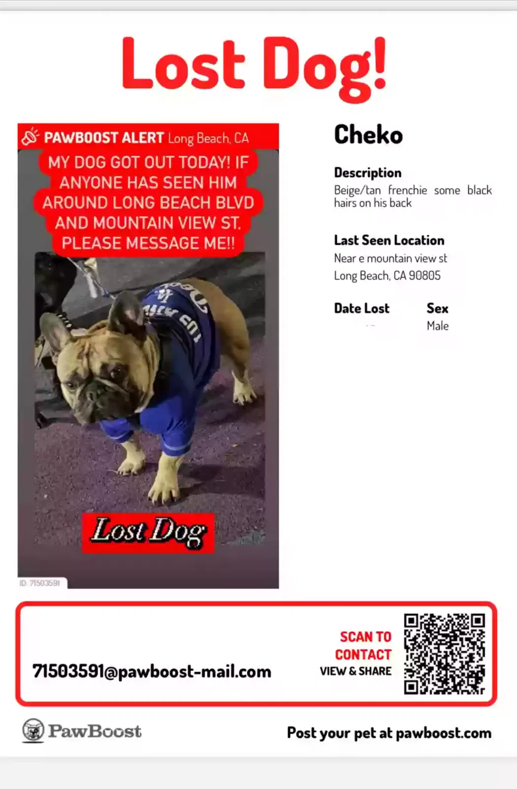 Lost dog in Long Beach, CA, 90805