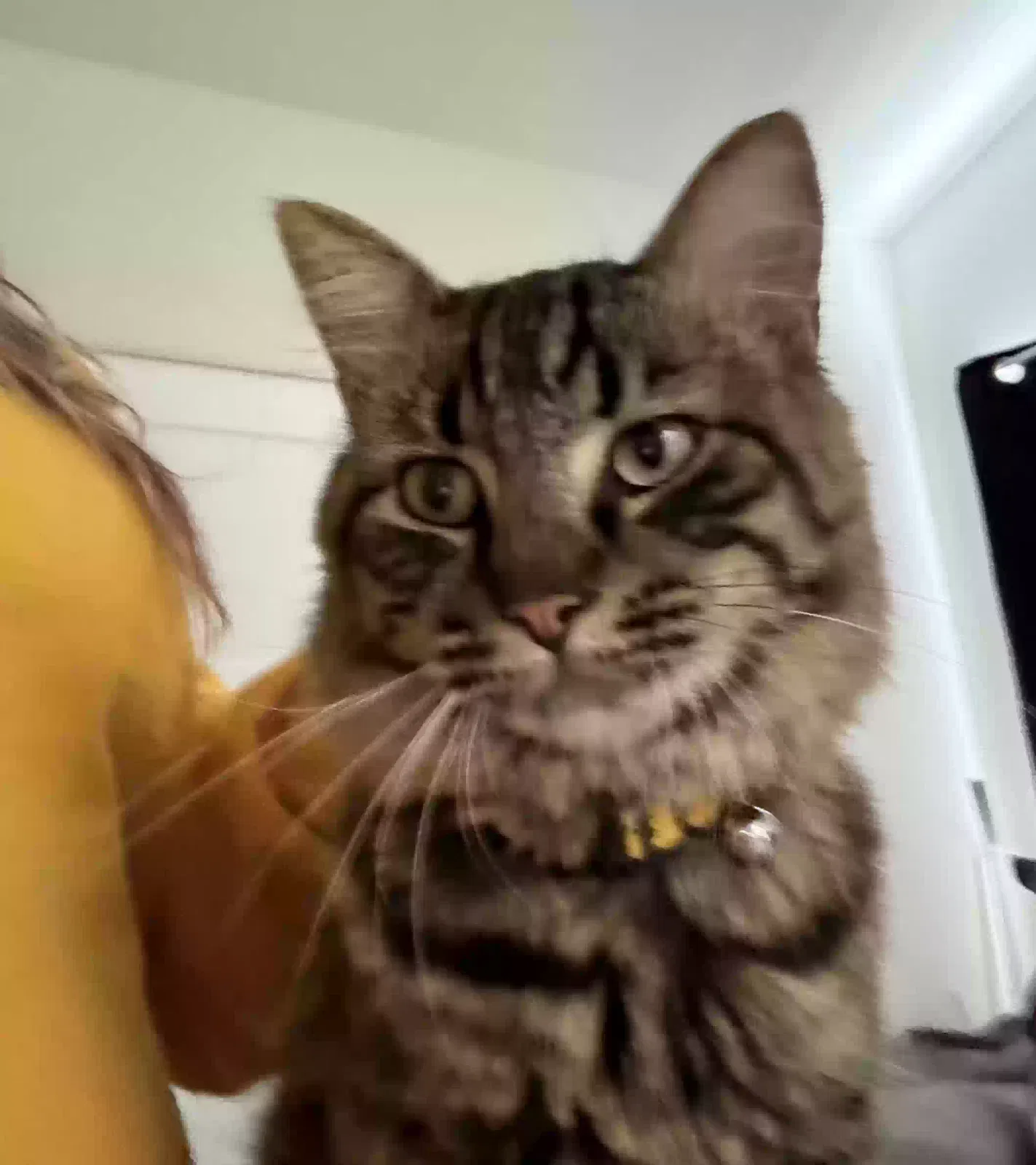 Found cat in Casa Grande, AZ, 85122