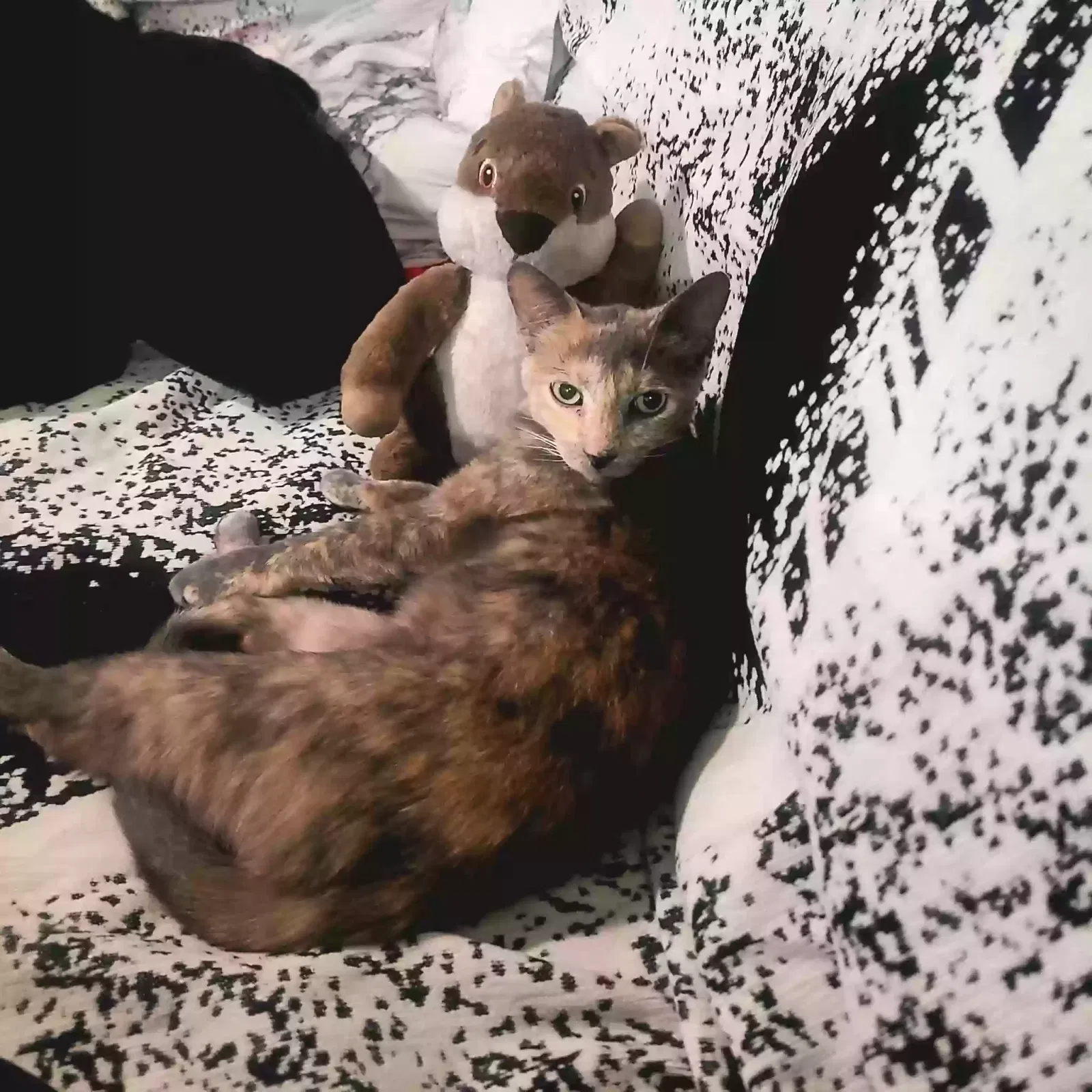 Lost cat in Glendale, AZ, 85308