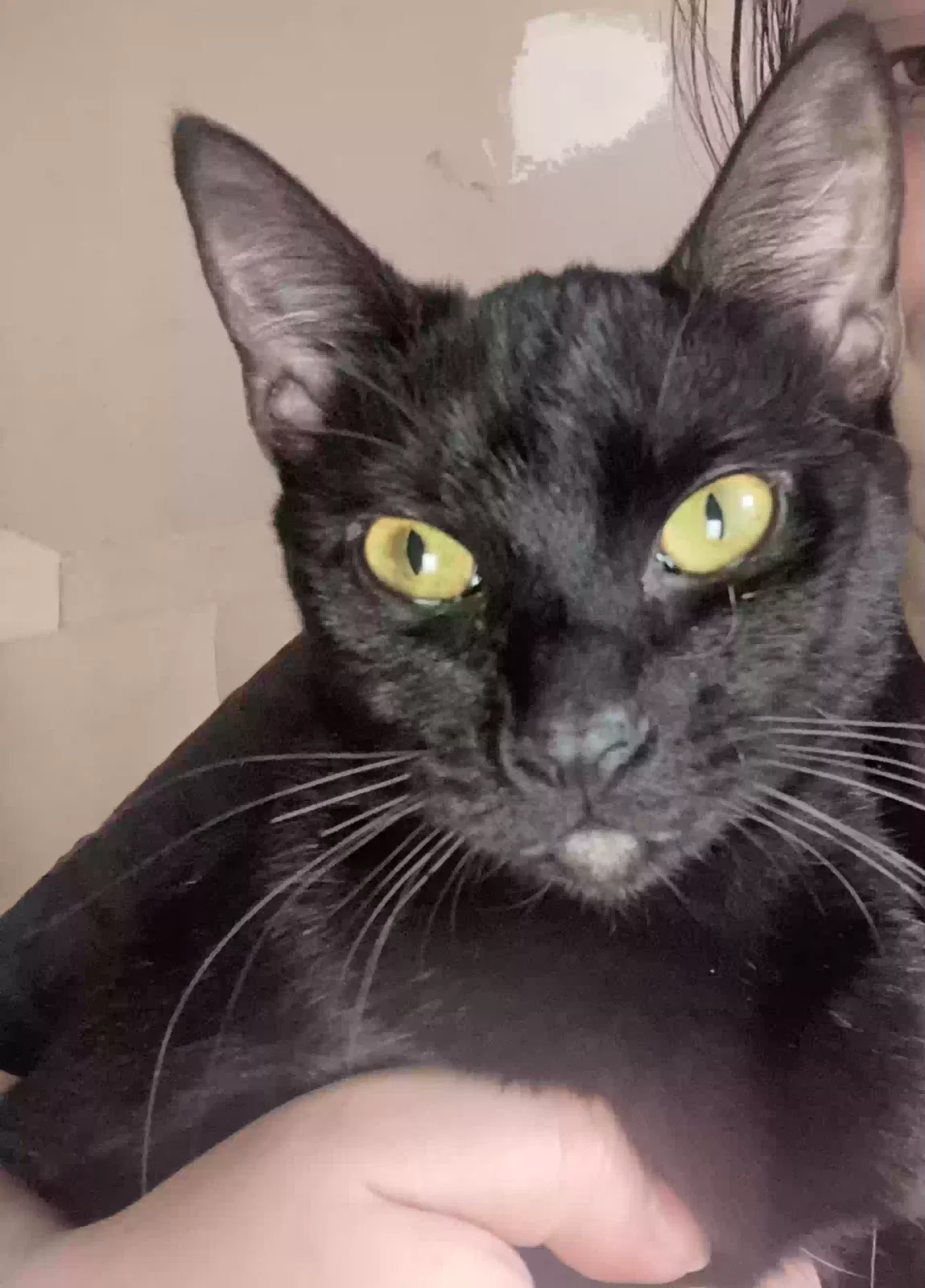 Lost cat in Birmingham, AL, 35208