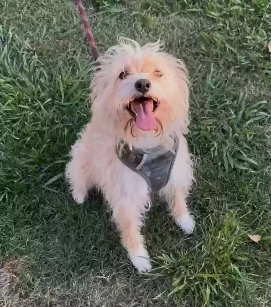 Lost dog in Fresno, CA, 93705