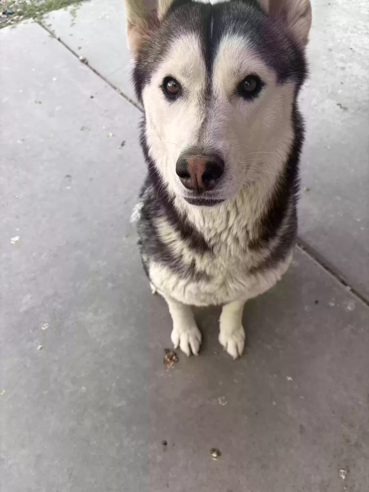 Lost dog in Mustang, OK, 73064