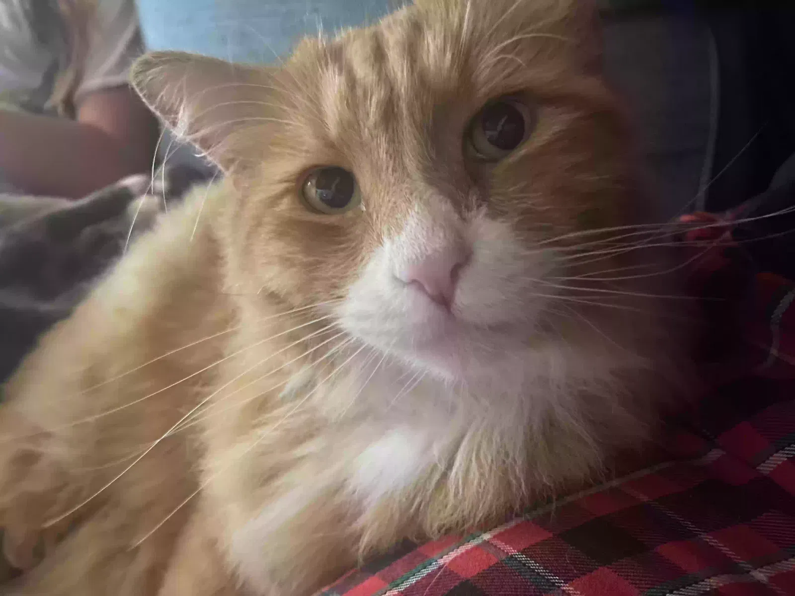 Lost cat in Berkeley, CA, 94707