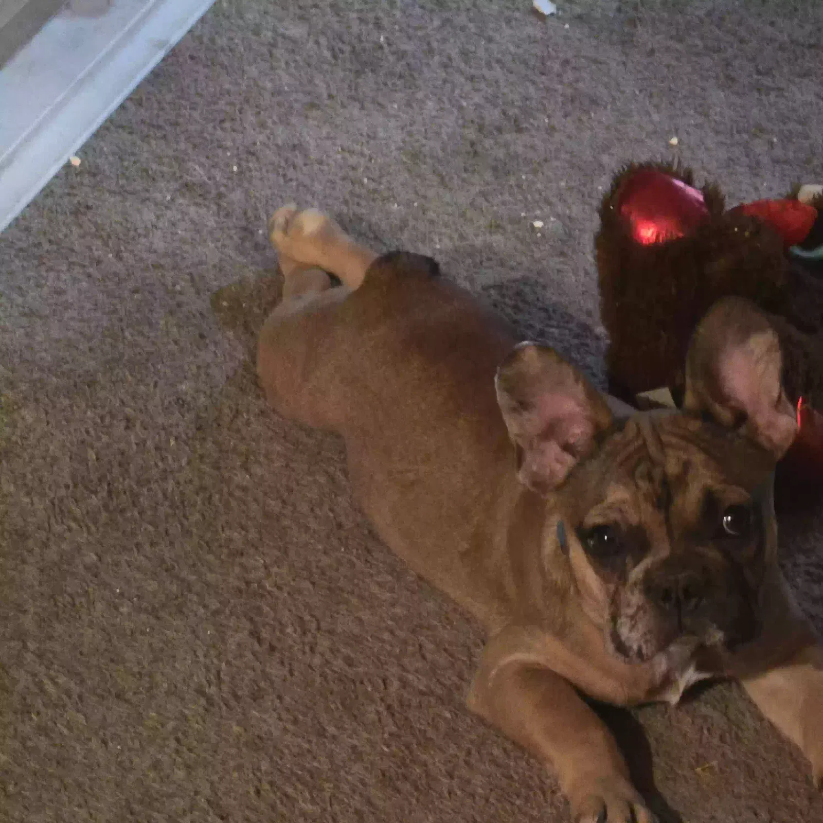 Lost dog in Las Vegas, NV, 89115