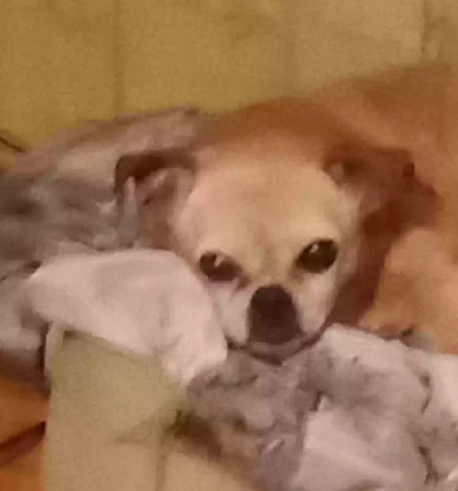 Lost dog in Williford, AR, 72482