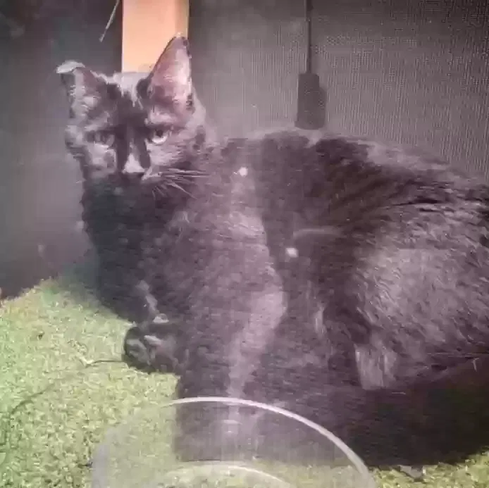 Lost cat in Glendale Heights, IL, 60139
