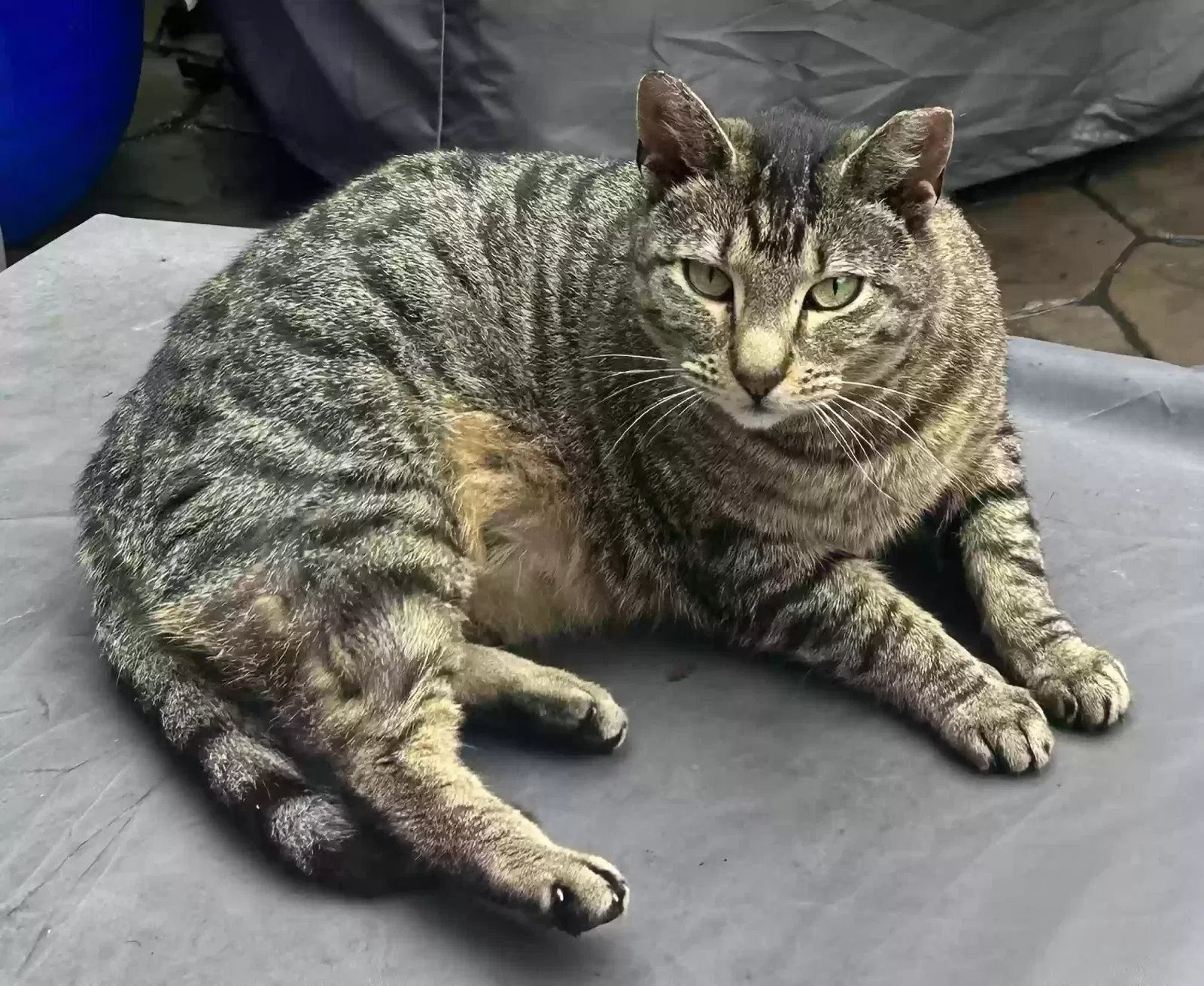 Lost cat in Lewisberry, PA, 17339