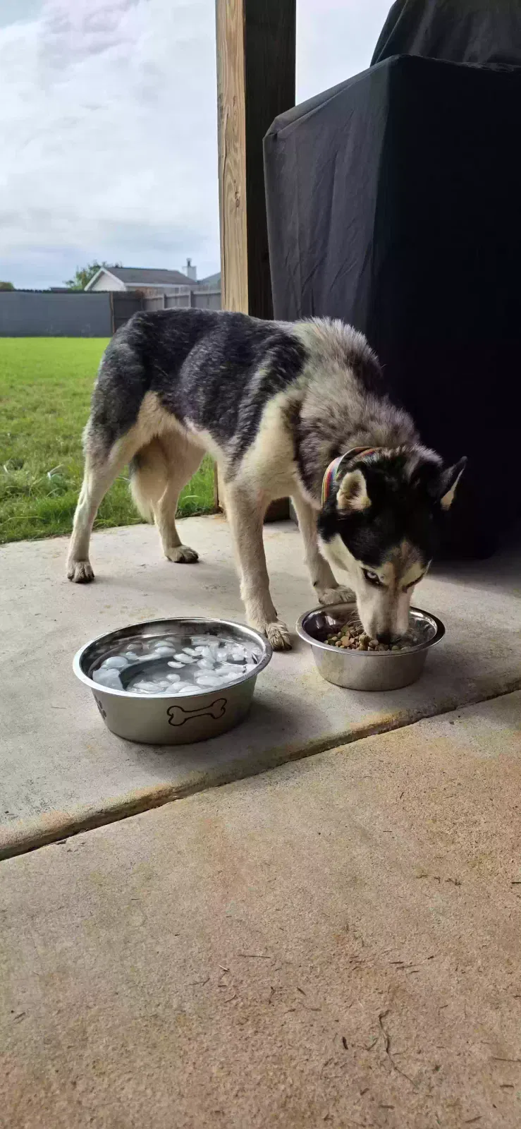 Found dog in Huntsville, AL, 35824