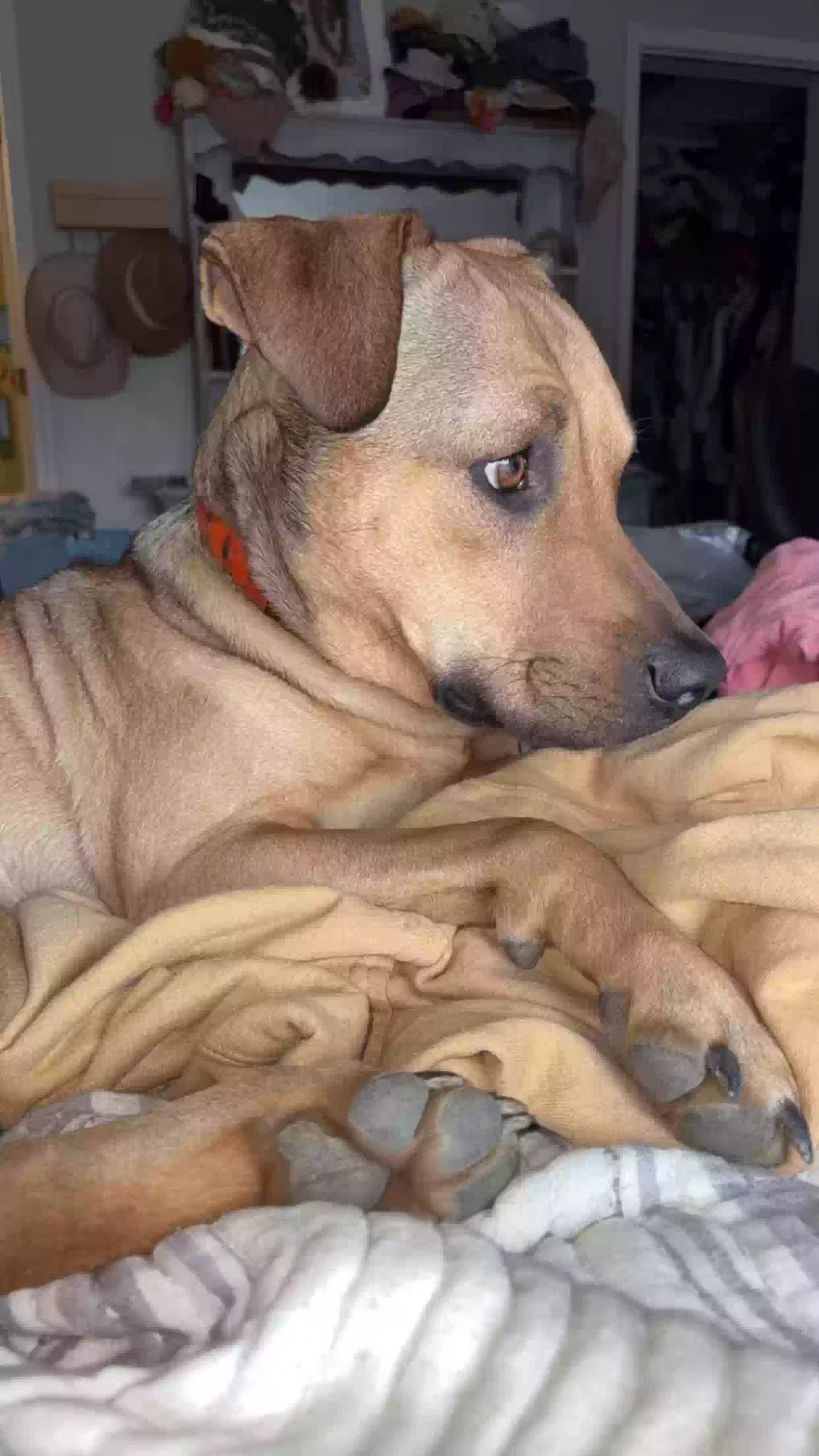Lost dog in Asheboro, NC, 27205