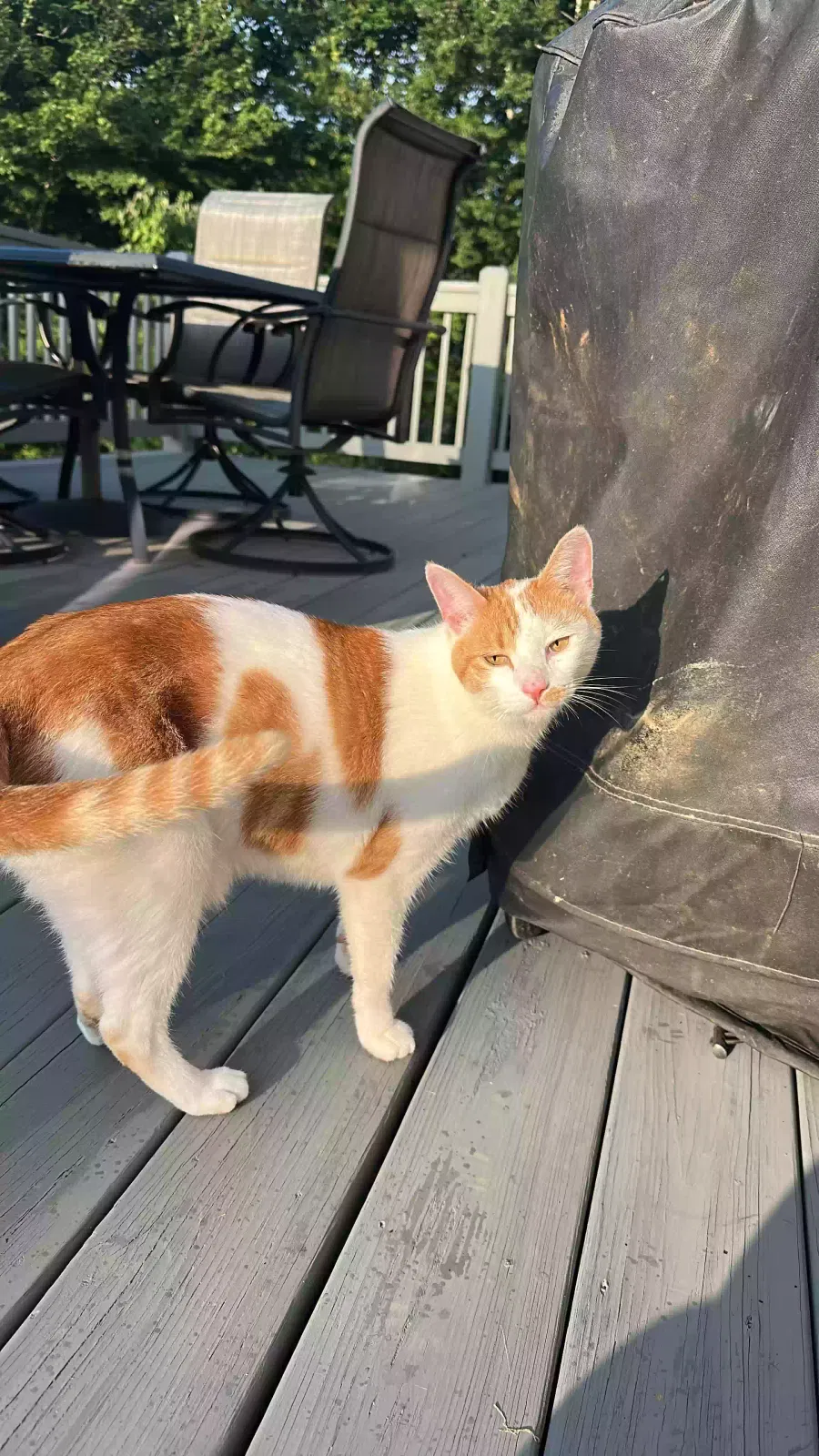 Lost cat in Denver, NC, 28037
