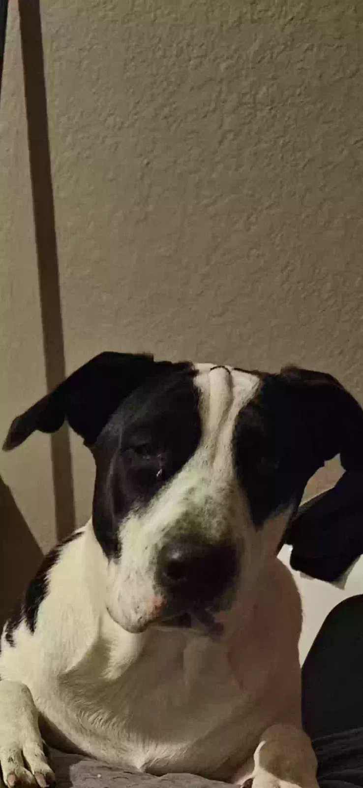 Lost dog in San Antonio, TX, 78213