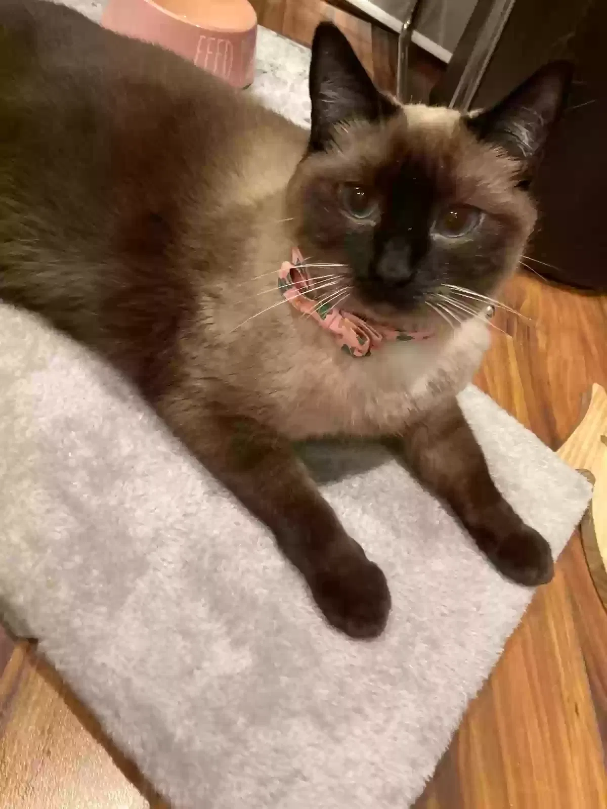 Lost cat in Boca Raton, FL, 33433