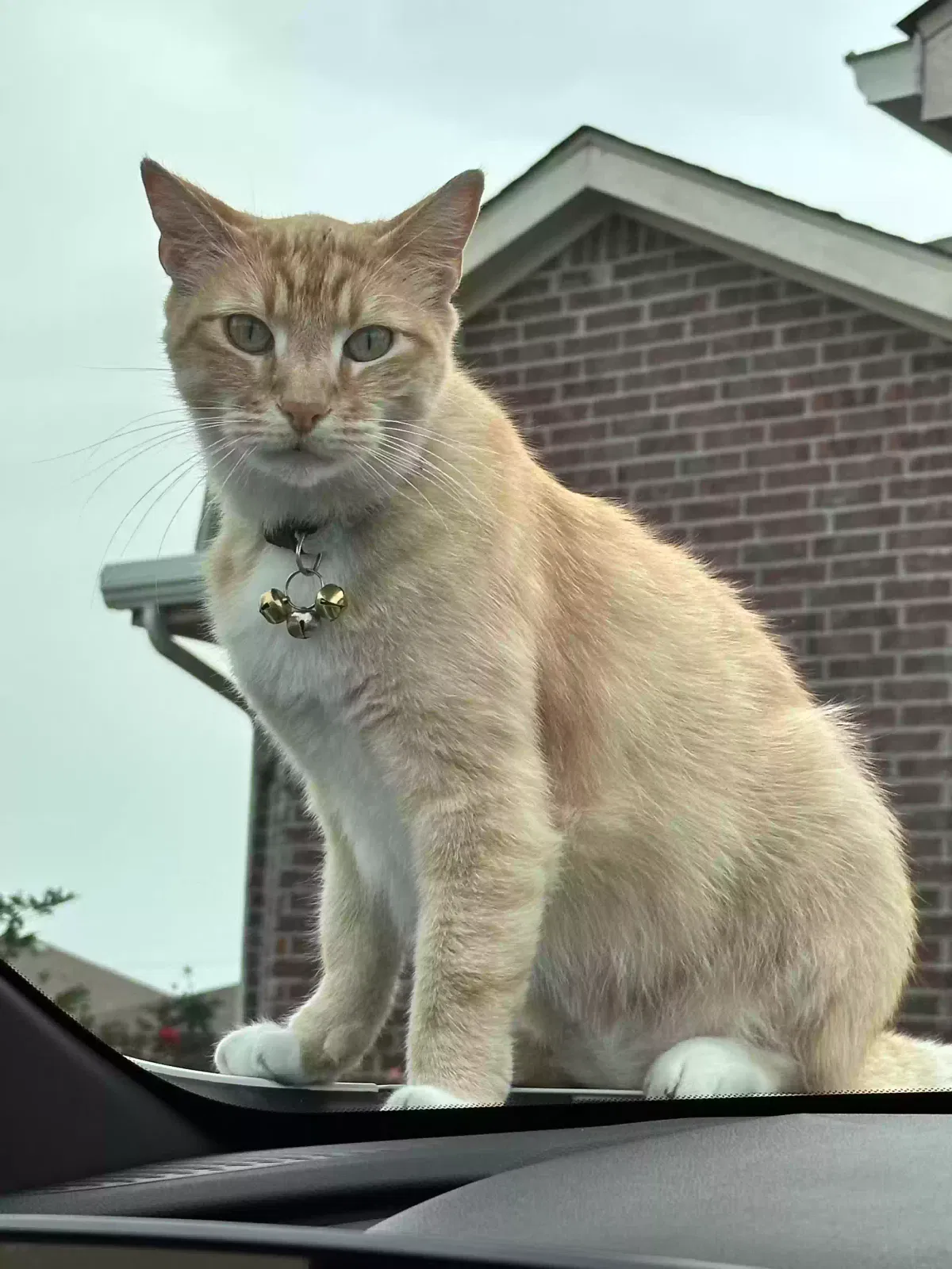 Lost cat in Princeton, TX, 75407