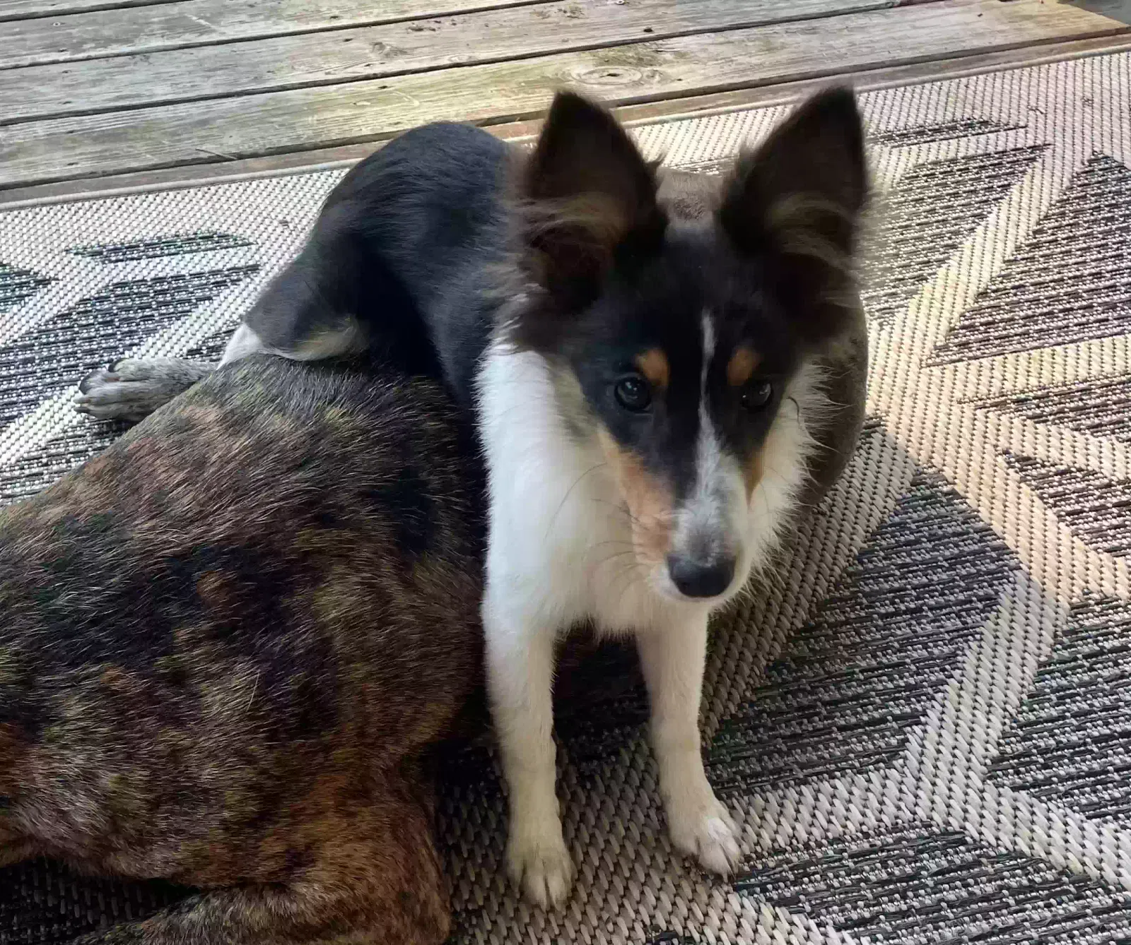 Lost dog in Byhalia, MS, 38611