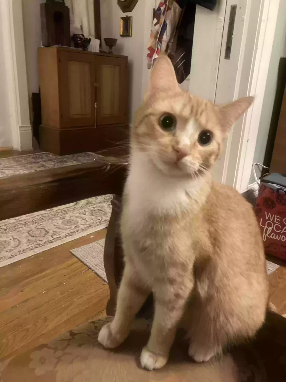 Lost cat in Corning, NY, 14830