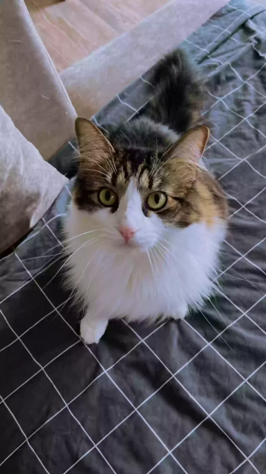 Lost cat in Dallas, TX, 75240