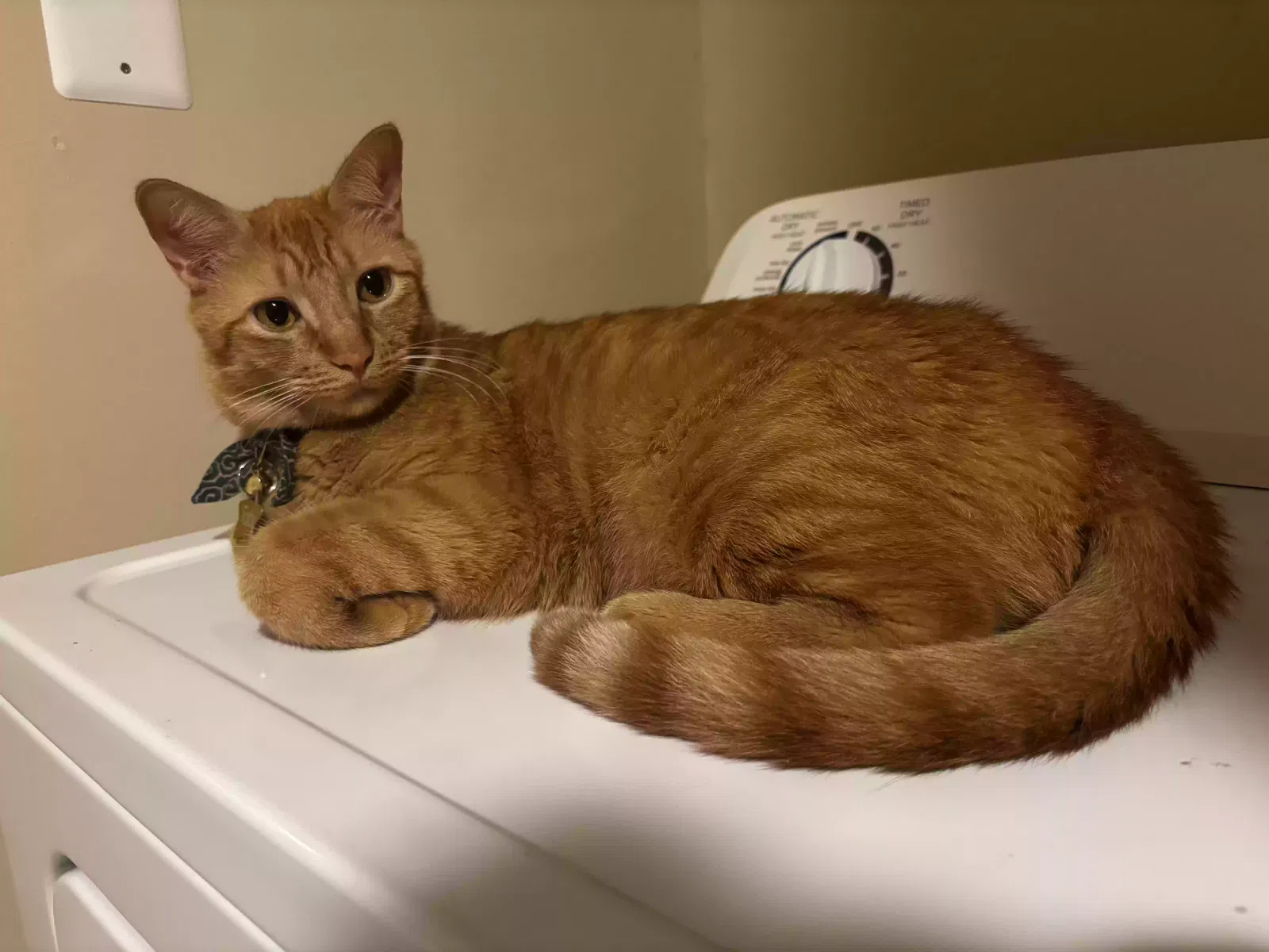 Lost cat in Baltimore, MD, 21230