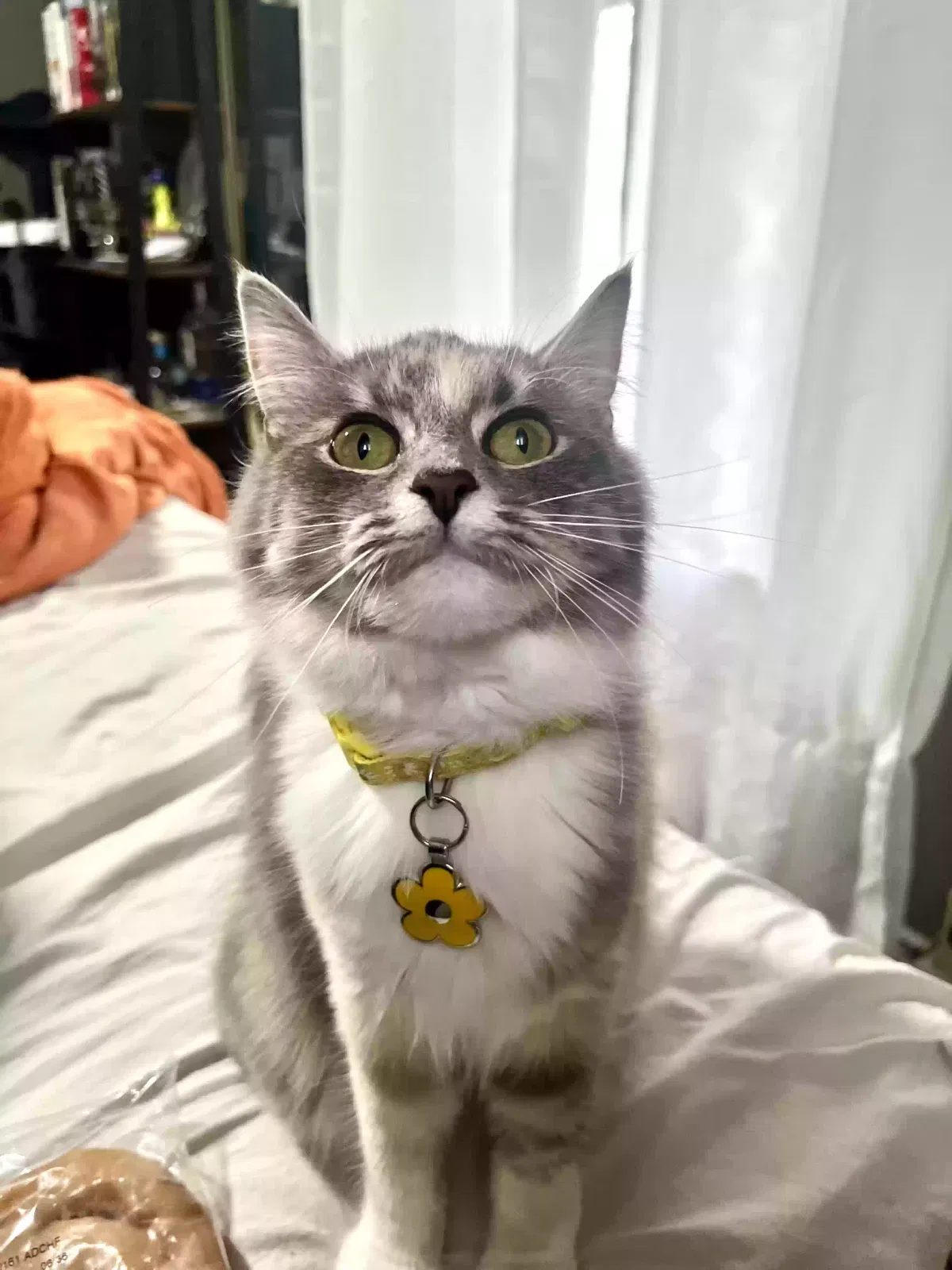 Lost cat in Cleveland, OH, 44120