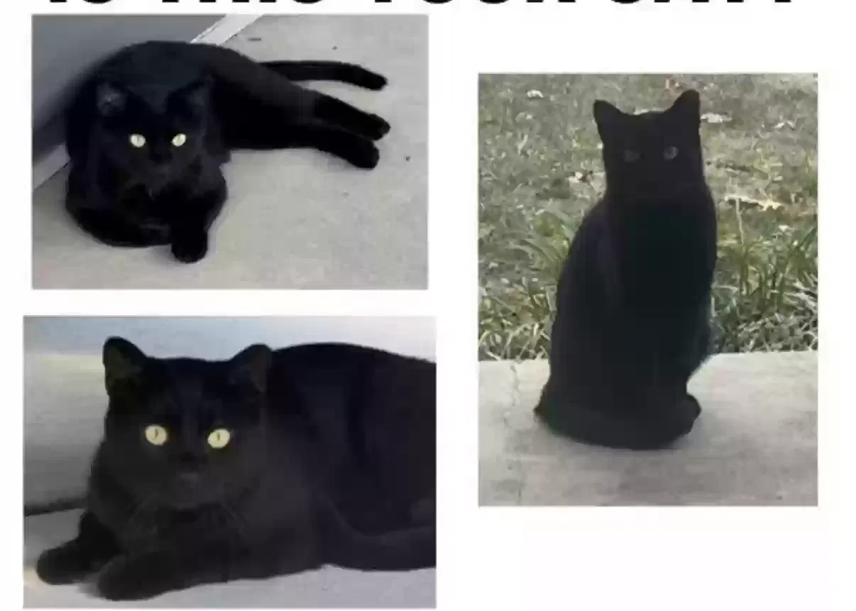Lost cat in Nashville, TN, 37212